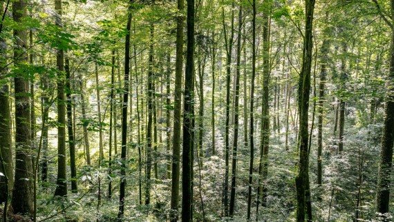 Pranje vodom – kako Geberit AquaClean smanjuje iskorištavanje drva