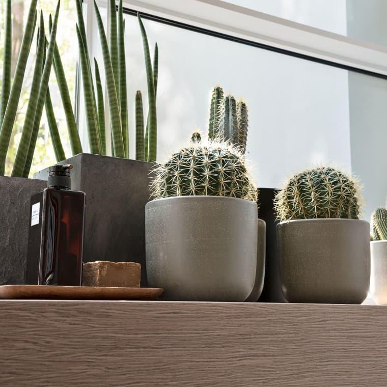 Razne biljke na prozorskoj dasci Razne biljke na prozorskoj dasci